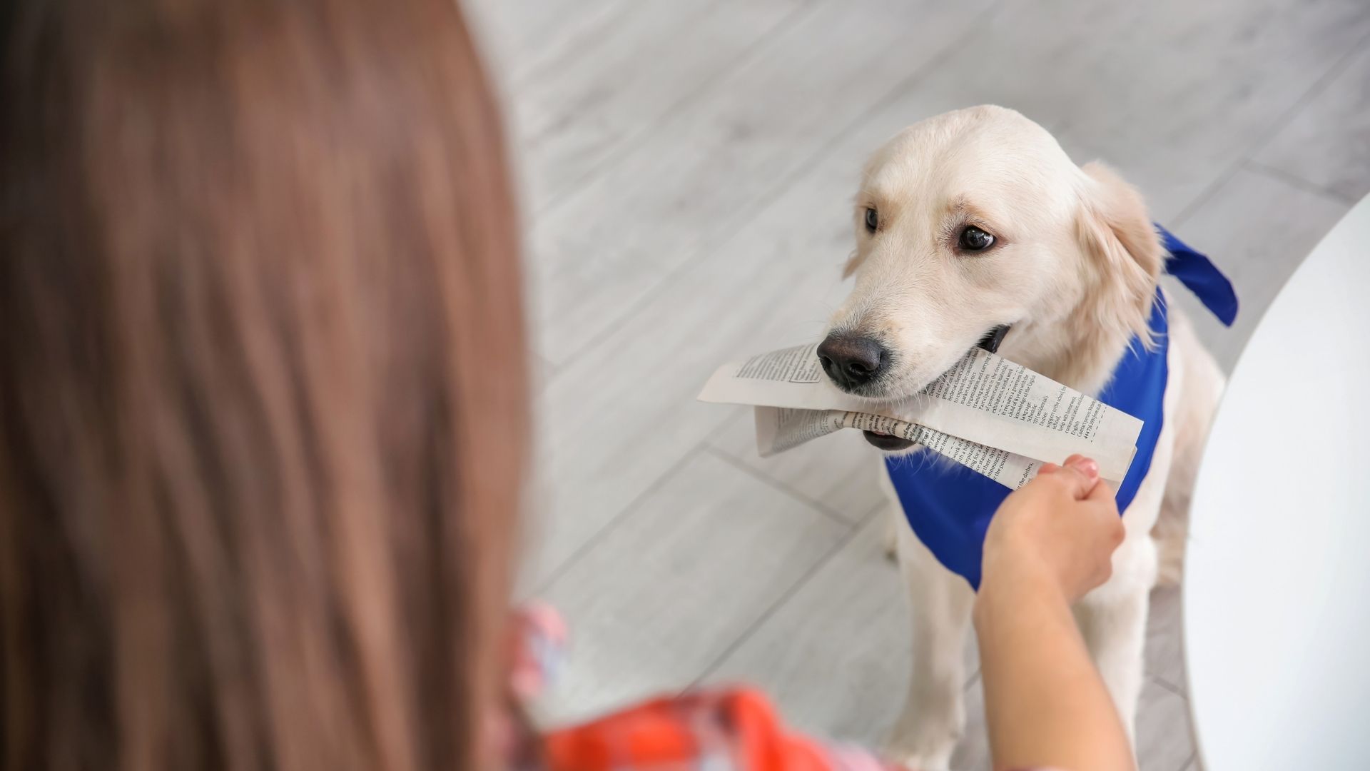 The Ability Center Hosts Assistance Dogs Graduation