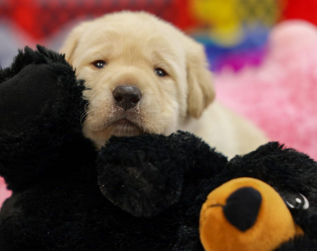 Assistance Dog Puppies