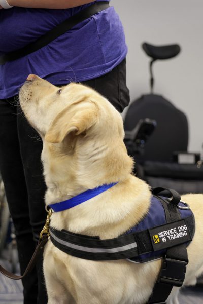 Service Dog in Training