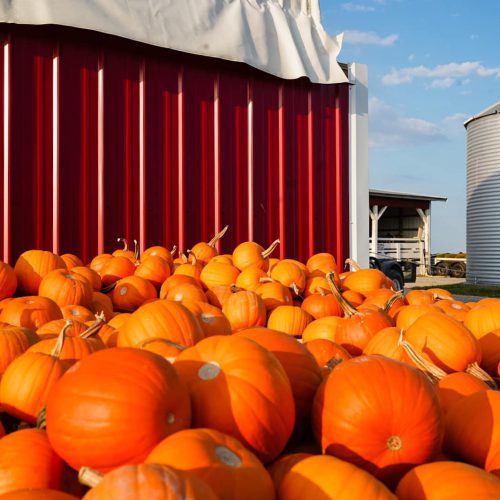 Oct 24: Inclusive Pumpkin Farm Event