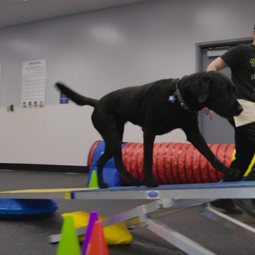 Photo of a young boy running along side his dog at an indoor Agility Angels team sport event.