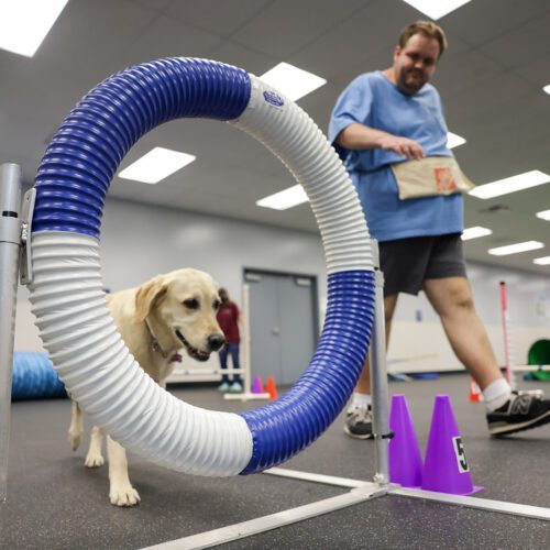 Unleashing Fun and Inclusion: Agility Dogs Summer Camp (Registration Open)
